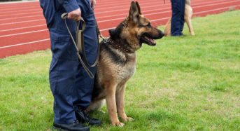 Le berger allemand, la race de chien préférée des agents de police