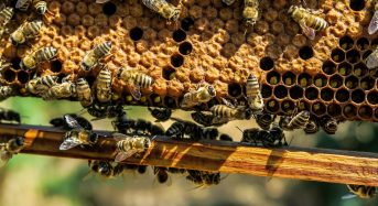 Élevage d’abeilles pour la vente : comment réussir ?