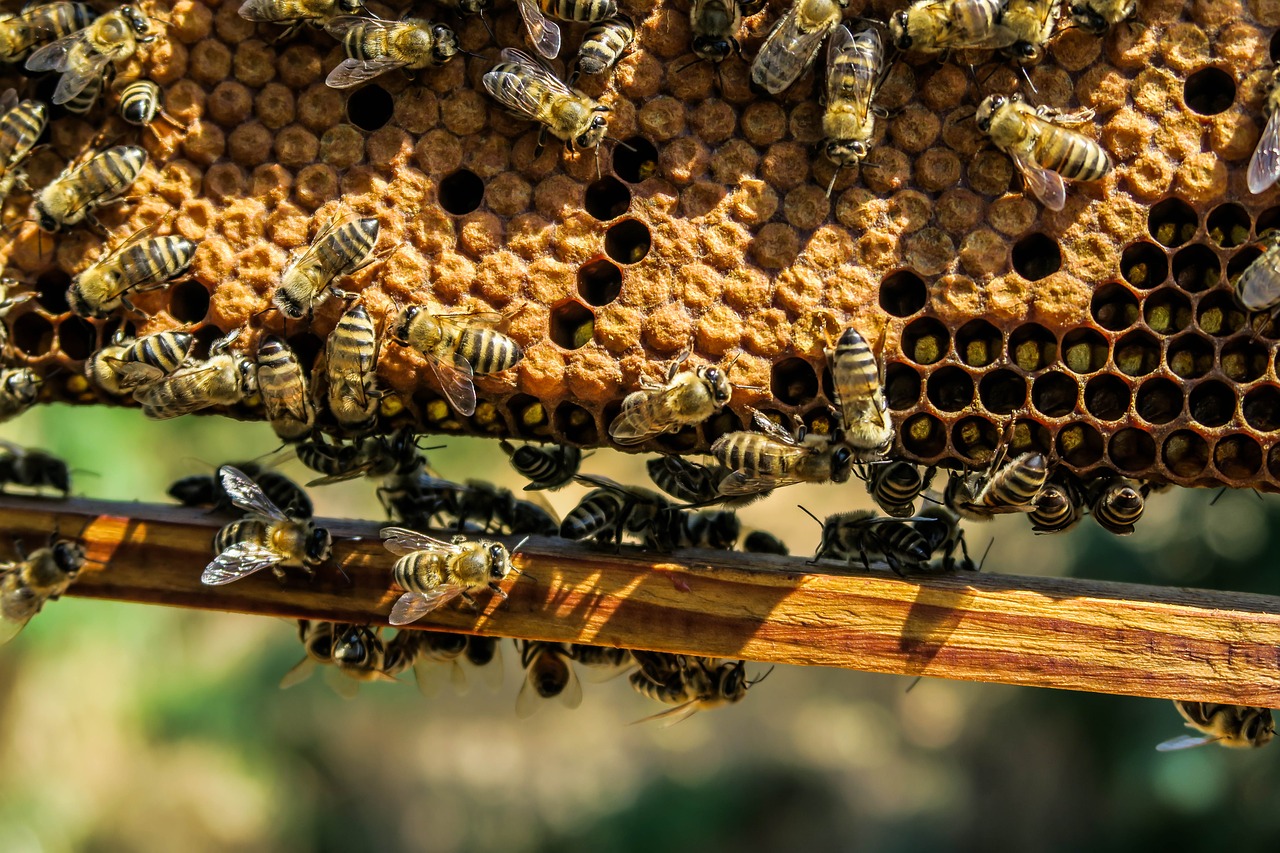 Élevage d'abeilles pour la vente : comment réussir ?