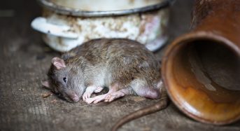Comment éviter les risques de contamination avec les appâts à rats ?