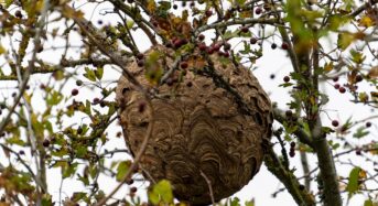 L&rsquo;invasion des frelons asiatiques : une désinsectisation à haut risque