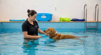 La balnéothérapie pour les chiens : rééducation canine