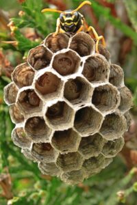 découvrez tout ce qu'il faut savoir sur les guêpes : comportement, habitat, prévention des piqûres et conseils pour les éviter.